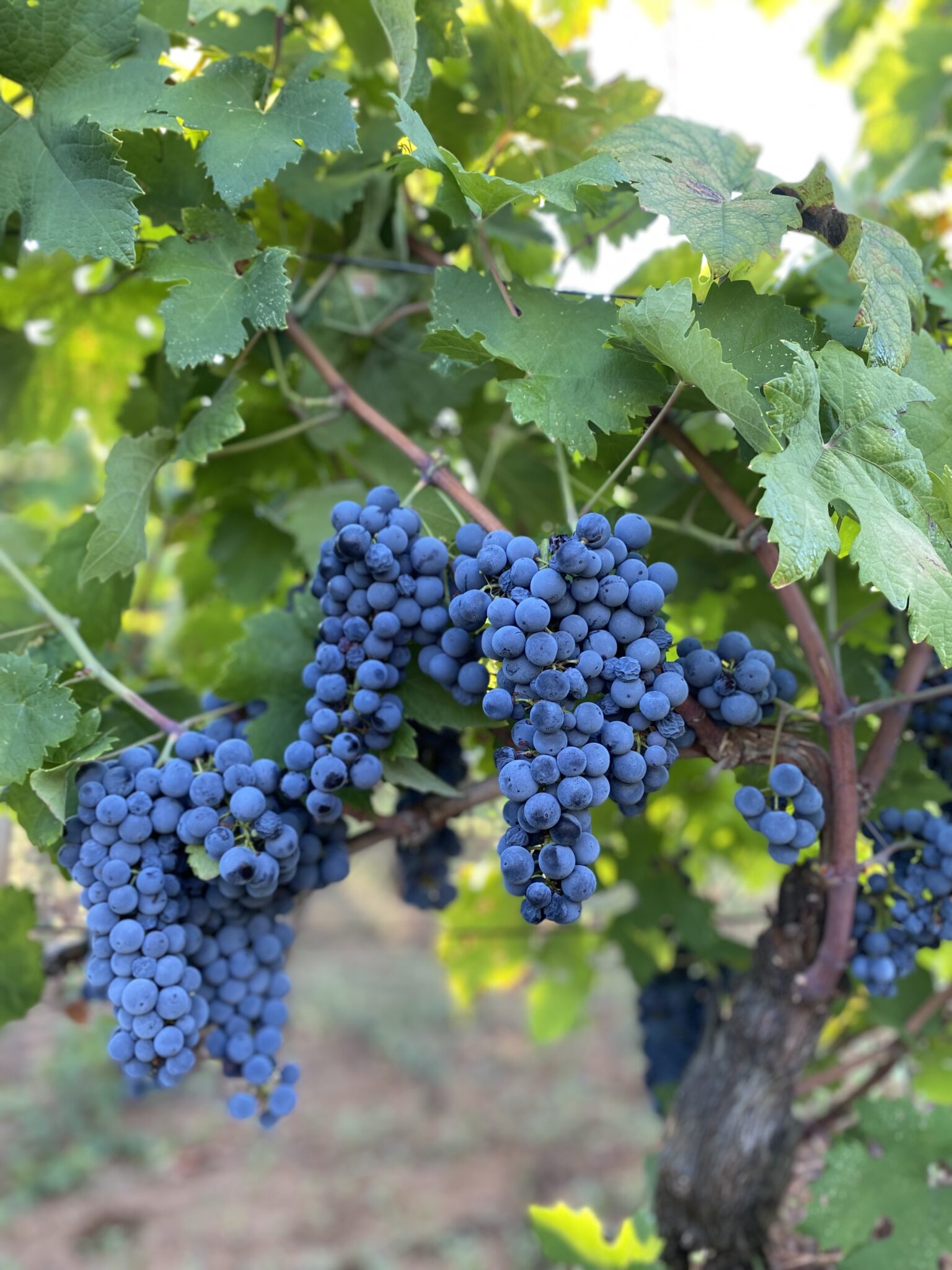 2 Bag In Box 5 Lt ( Tot Dieci Lt) Primitivo Tarantino Igt 14 Gradi