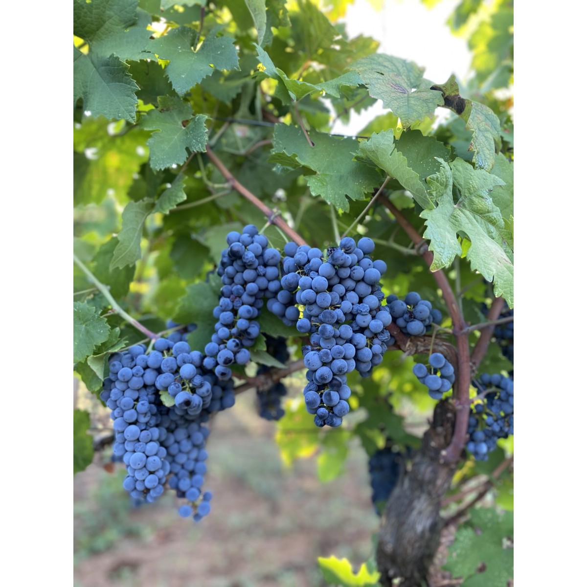 2 Bag In Box 5 Lt ( Tot Dieci Lt) Primitivo Tarantino Igt 14 Gradi